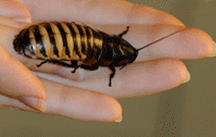 Cockroach