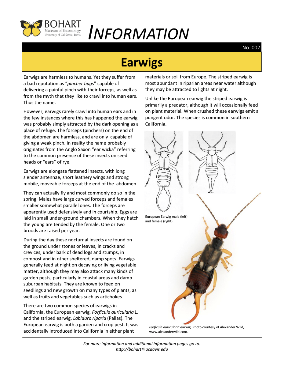 Earwig fact sheet created by the Bohart Museum of Entomology