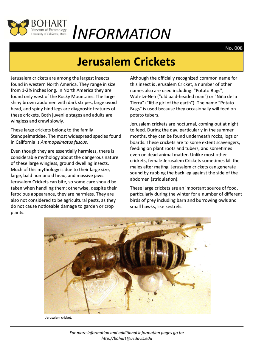 Jerusalem Cricket fact sheet created by the Bohart Museum of Entomology