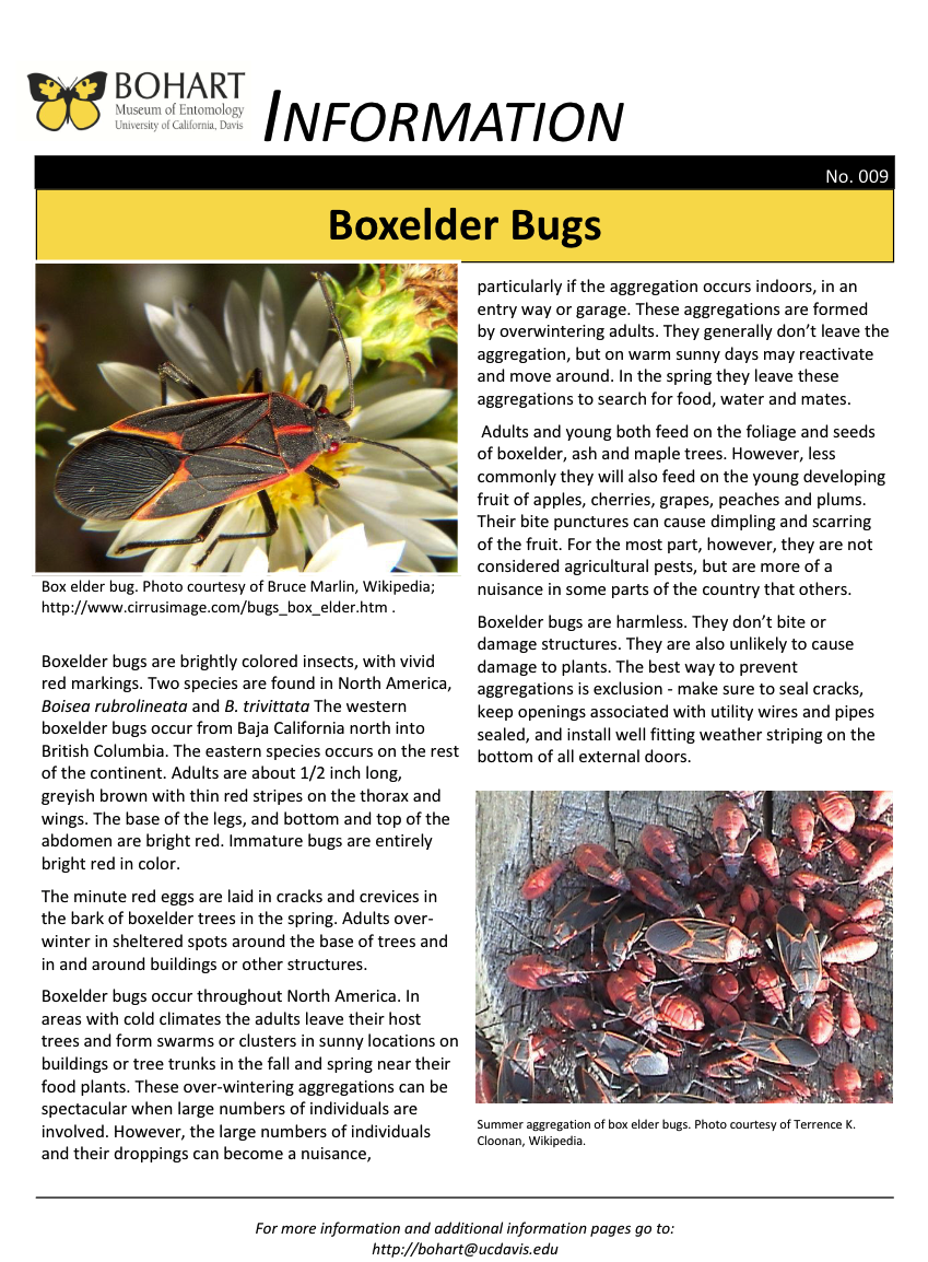 Boxelder bug fact sheet created by the Bohart Museum of Entomology