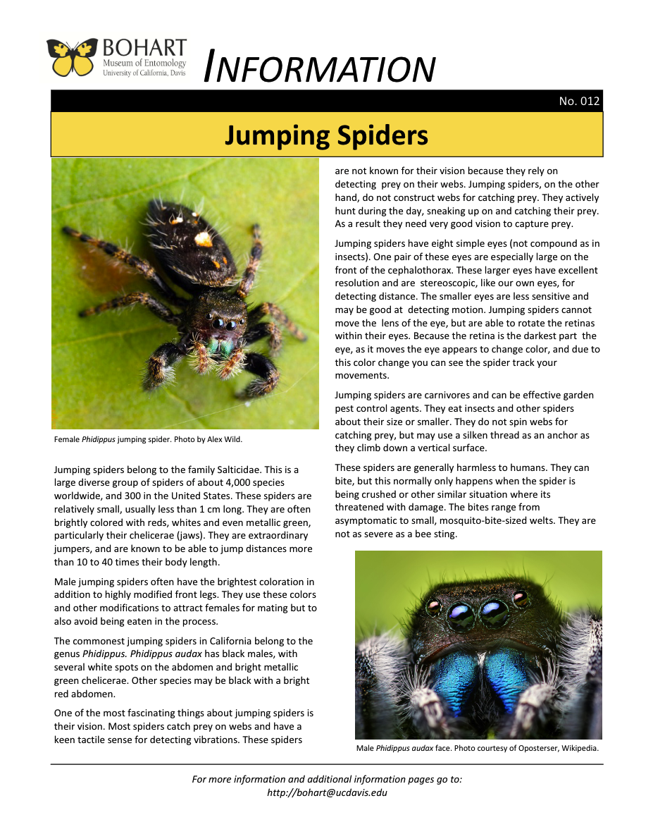 Jumping spider fact sheet created by the Bohart Museum of Entomology
