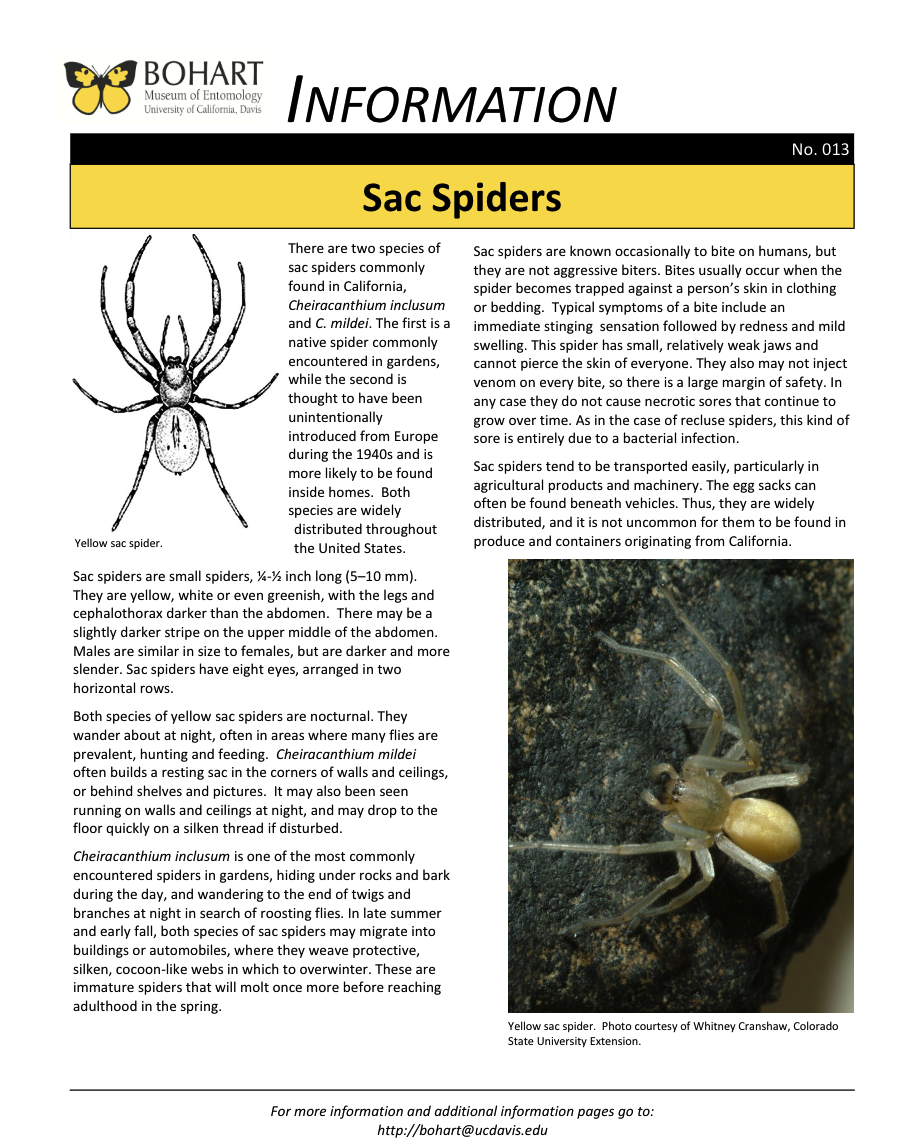 Sac spider fact sheet created by the Bohart Museum of Entomology