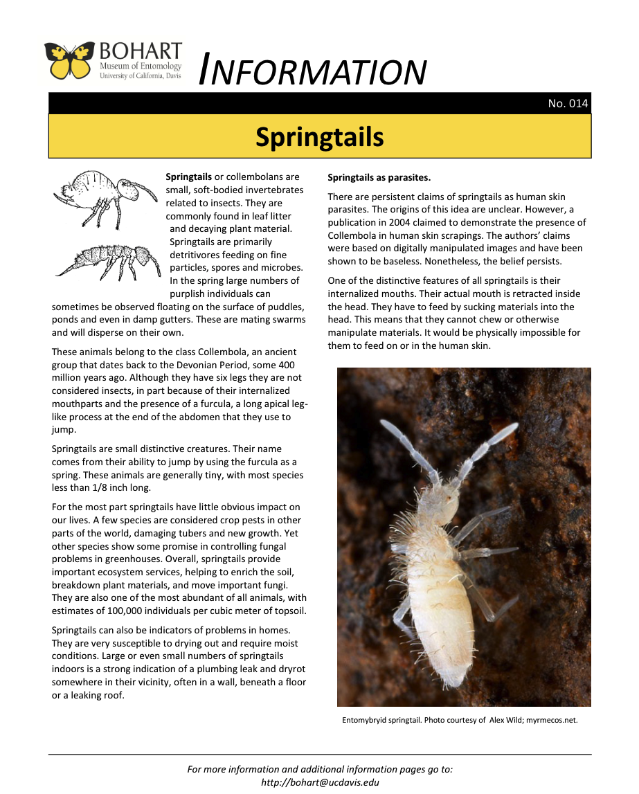 Springtail fact sheet created by the Bohart Museum of Entomology