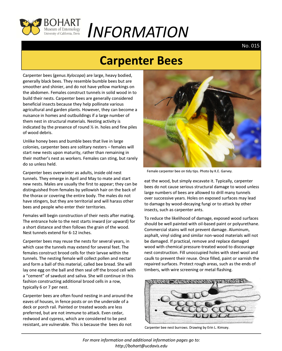 Carpenter bee fact sheet created by the Bohart Museum of Entomology