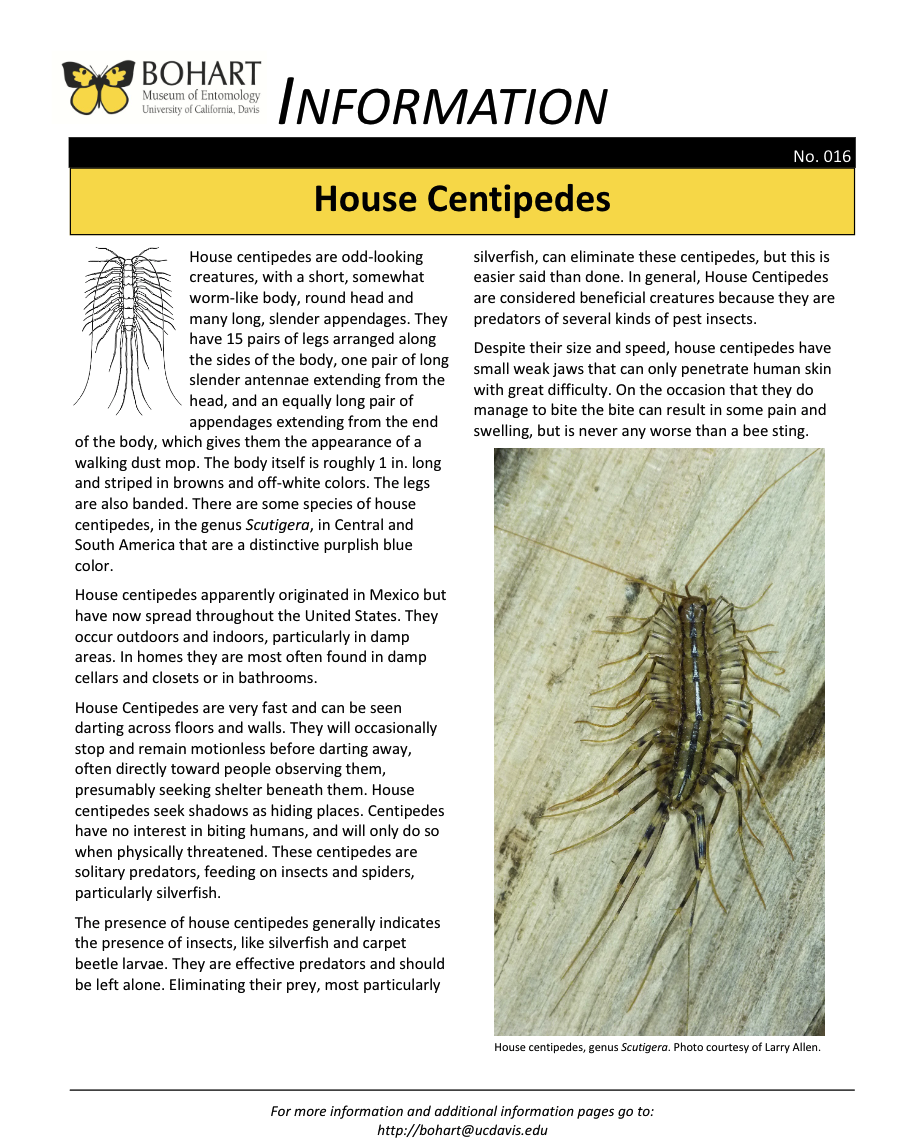 House centipede fact sheet created by the Bohart Museum of Entomology