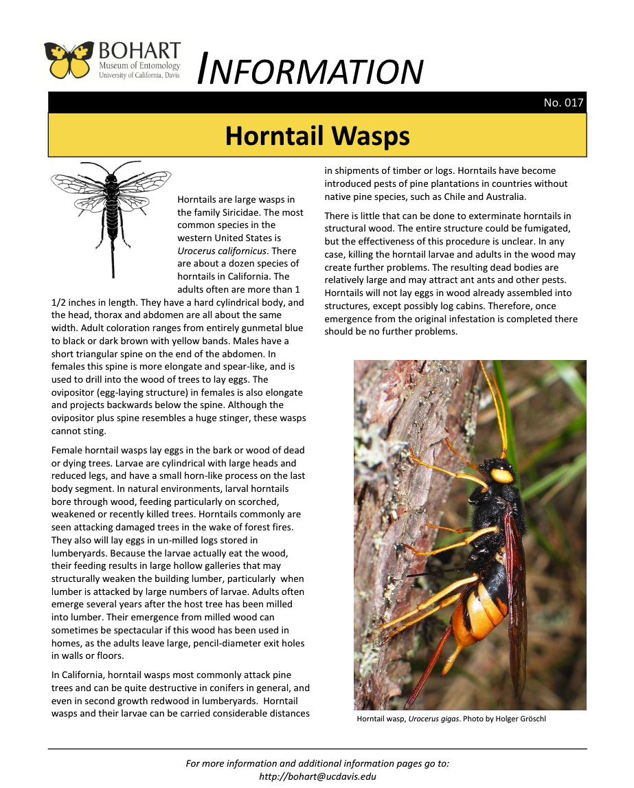 Horntail wasp fact sheet created by the Bohart Museum of Entomology