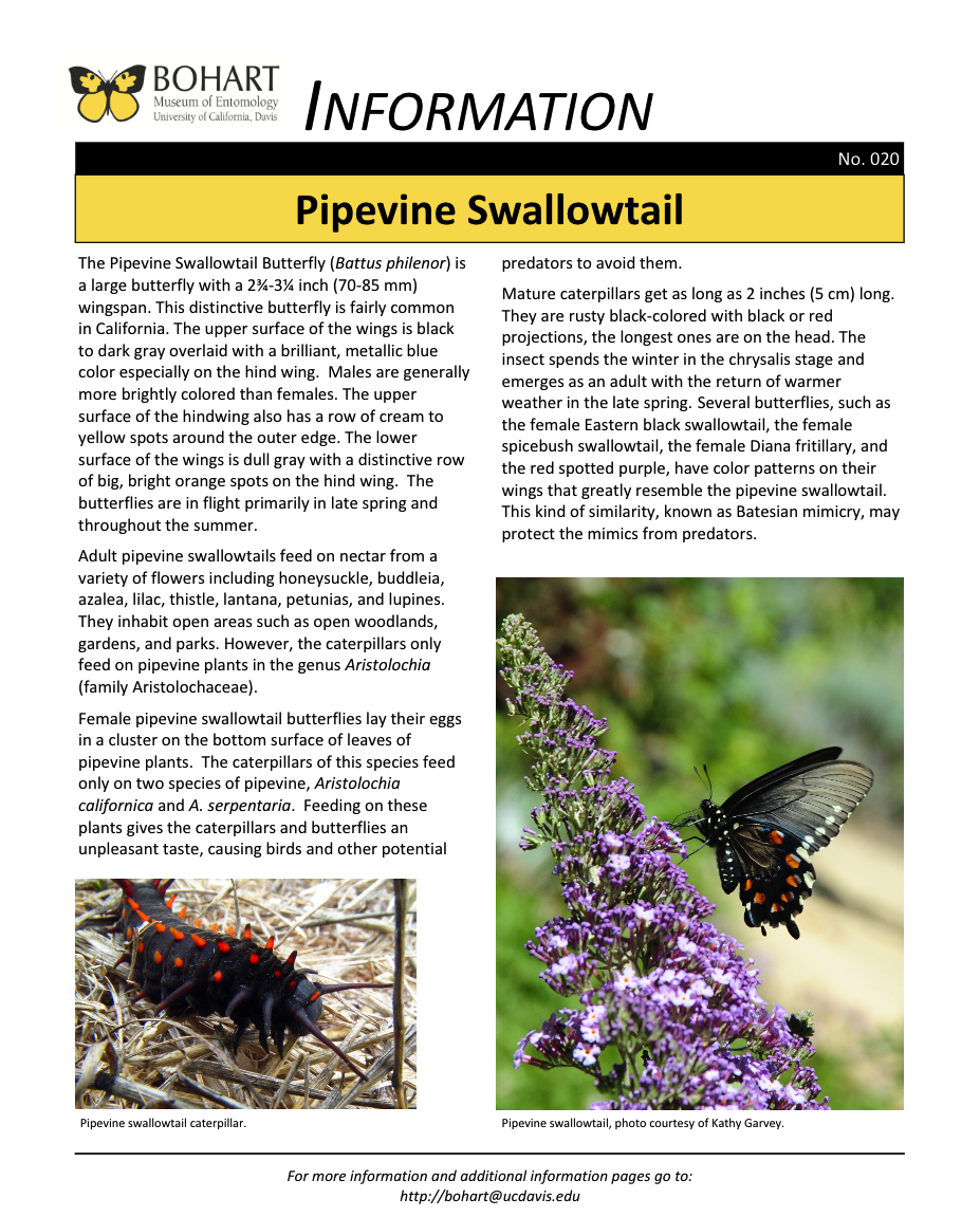 Pipevine swallowtail fact sheet created by the Bohart Museum of Entomology