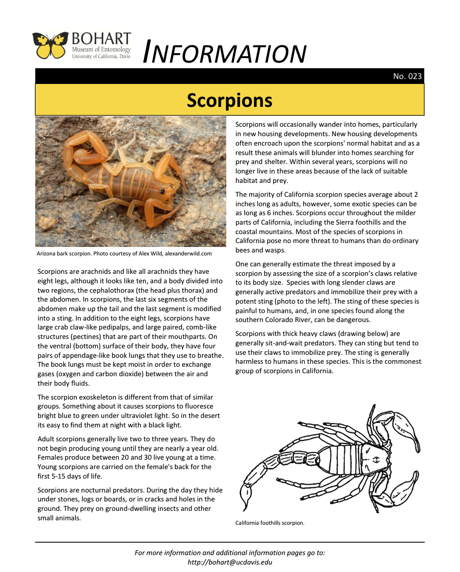 Scorpion fact sheet created by the Bohart Museum of Entomology