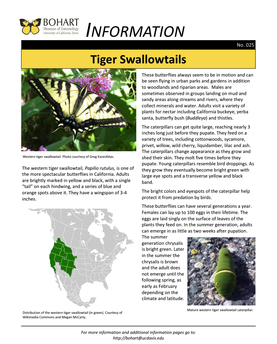 Tiger swallowtail fact sheet created by the Bohart Museum of Entomology