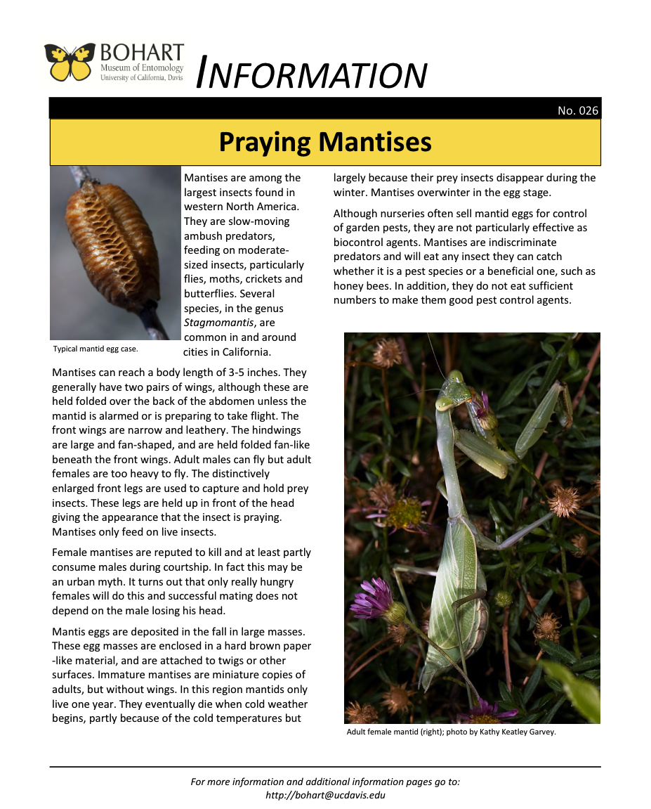 Praying mantis fact sheet created by the Bohart Museum of Entomology