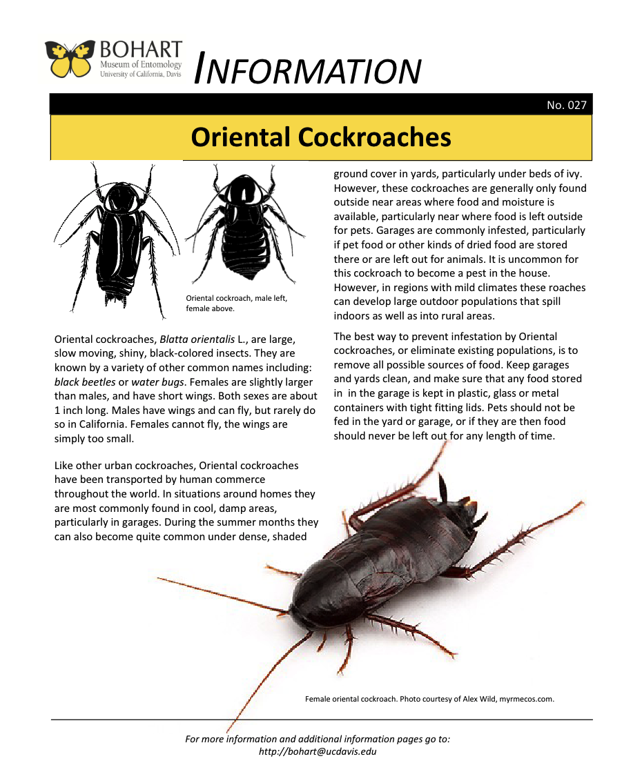 Oriental cockroach fact sheet created by the Bohart Museum of Entomology