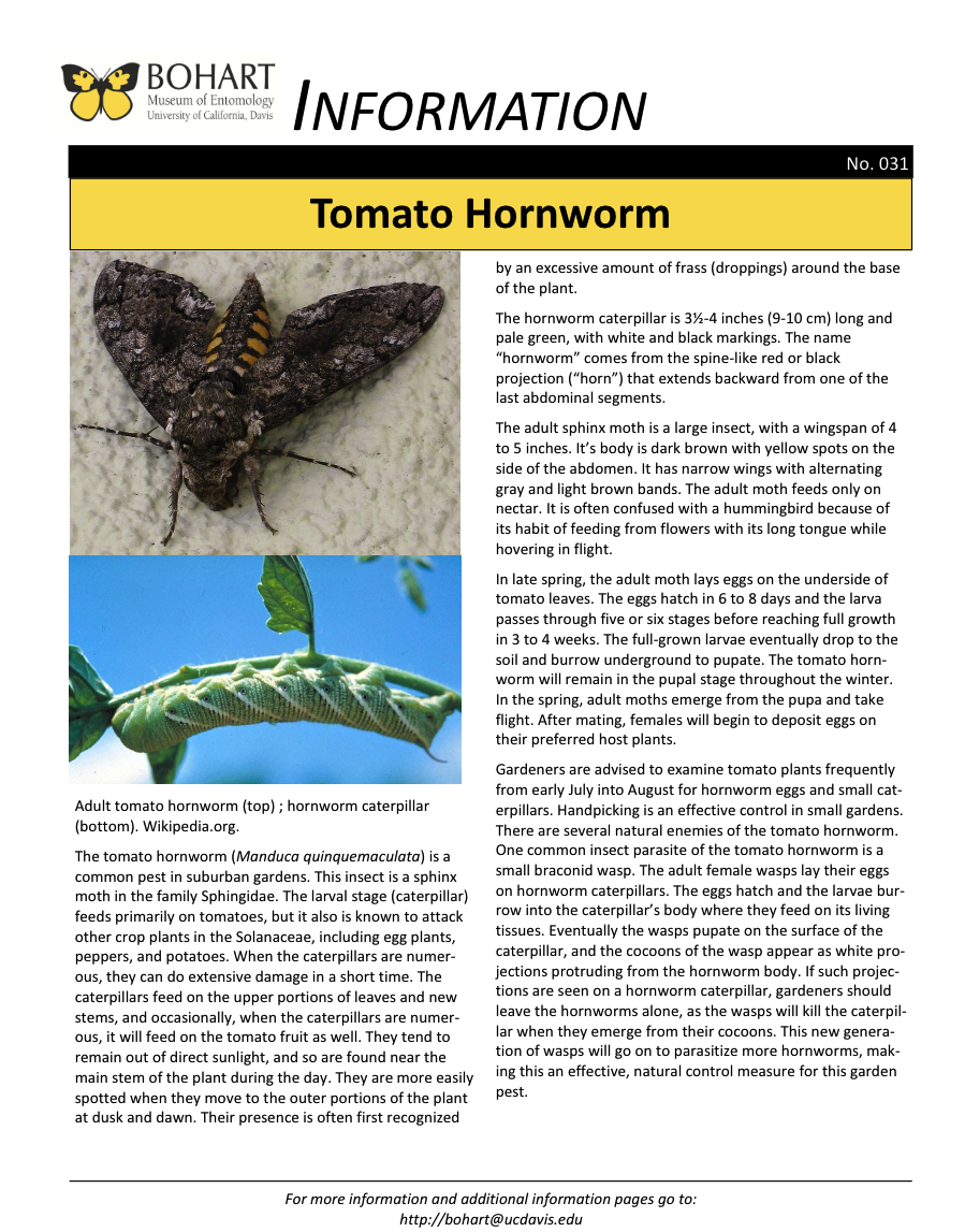 Tomato hornworm fact sheet created by the Bohart Museum of Entomology