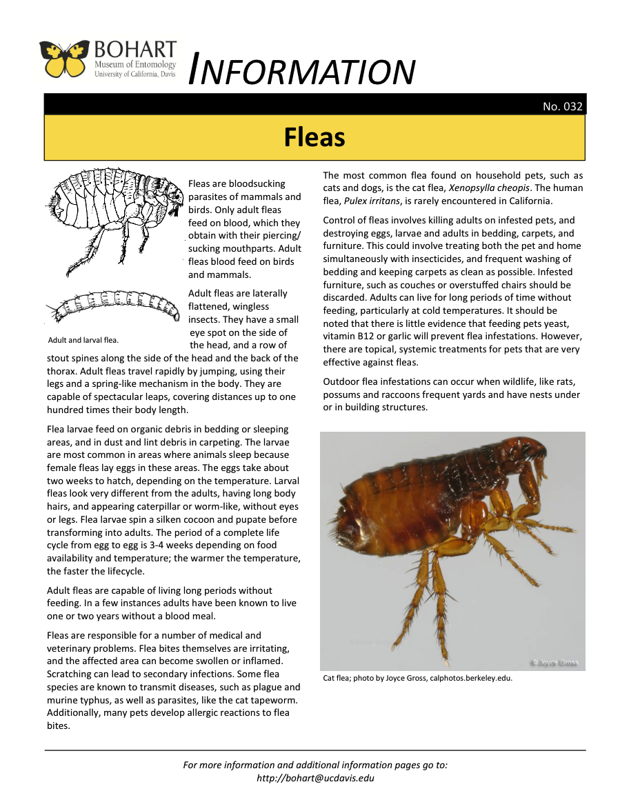 Flea fact sheet created by the Bohart Museum of Entomology