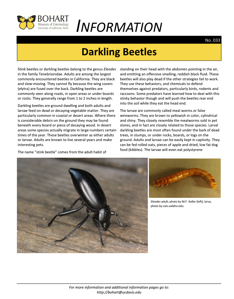 Darking beetle fact sheet created by the Bohart Museum of Entomology
