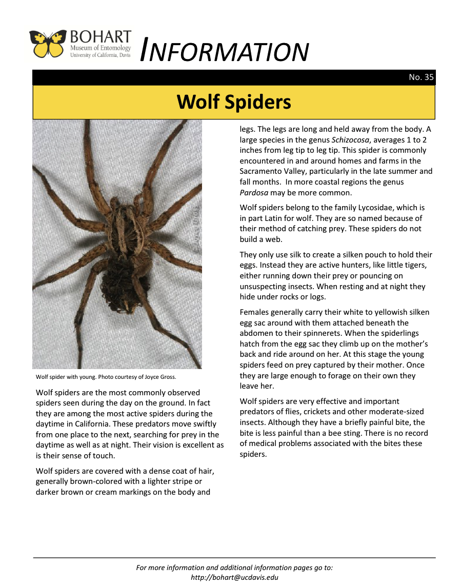 Wolf spider fact sheet created by the Bohart Museum of Entomology