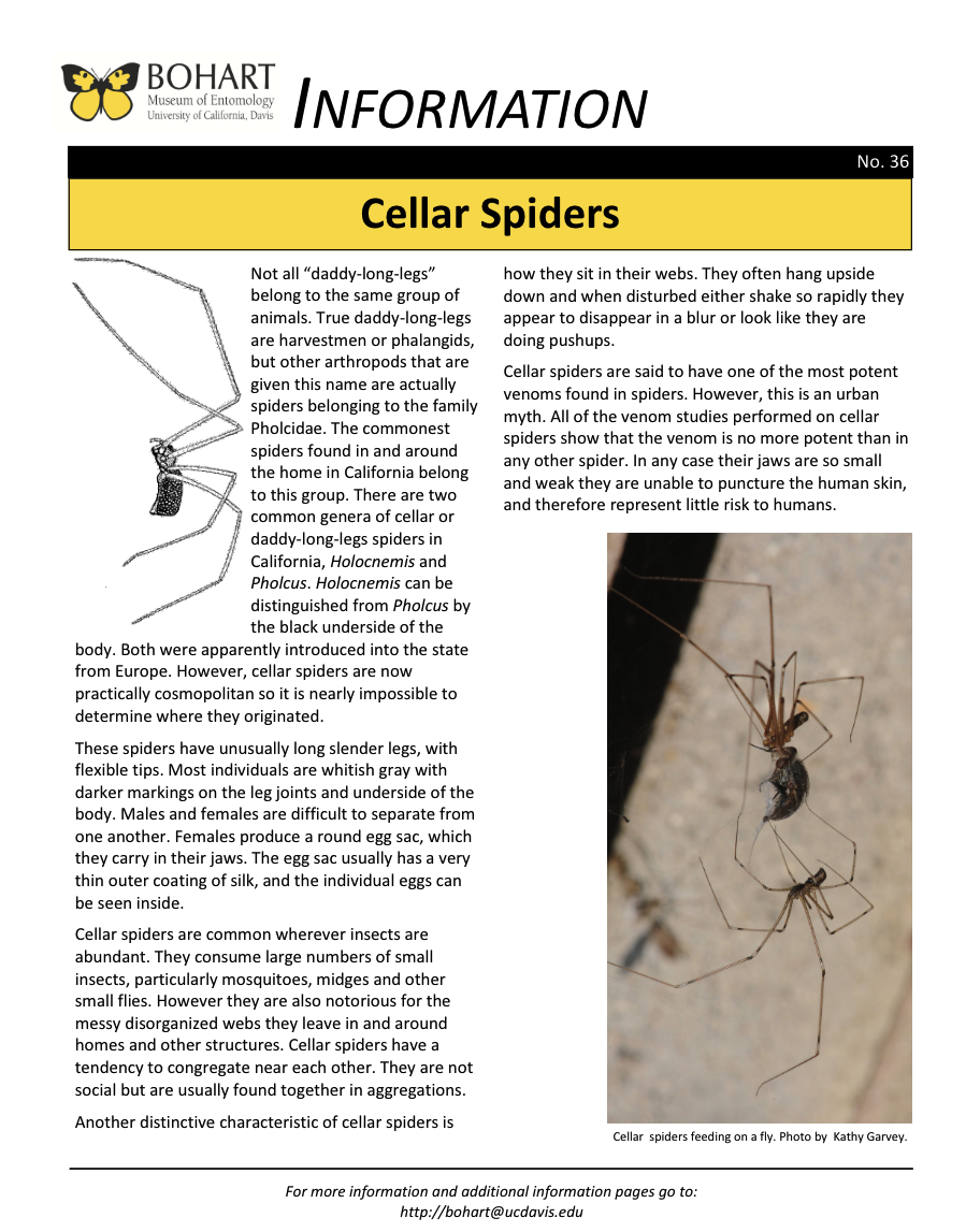 Cellar spider fact sheet created by the Bohart Museum of Entomology