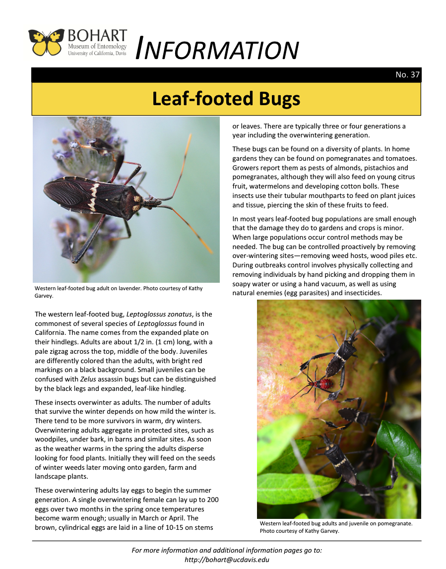 Leaf-Footed Bug fact sheet created by the Bohart Museum of Entomology