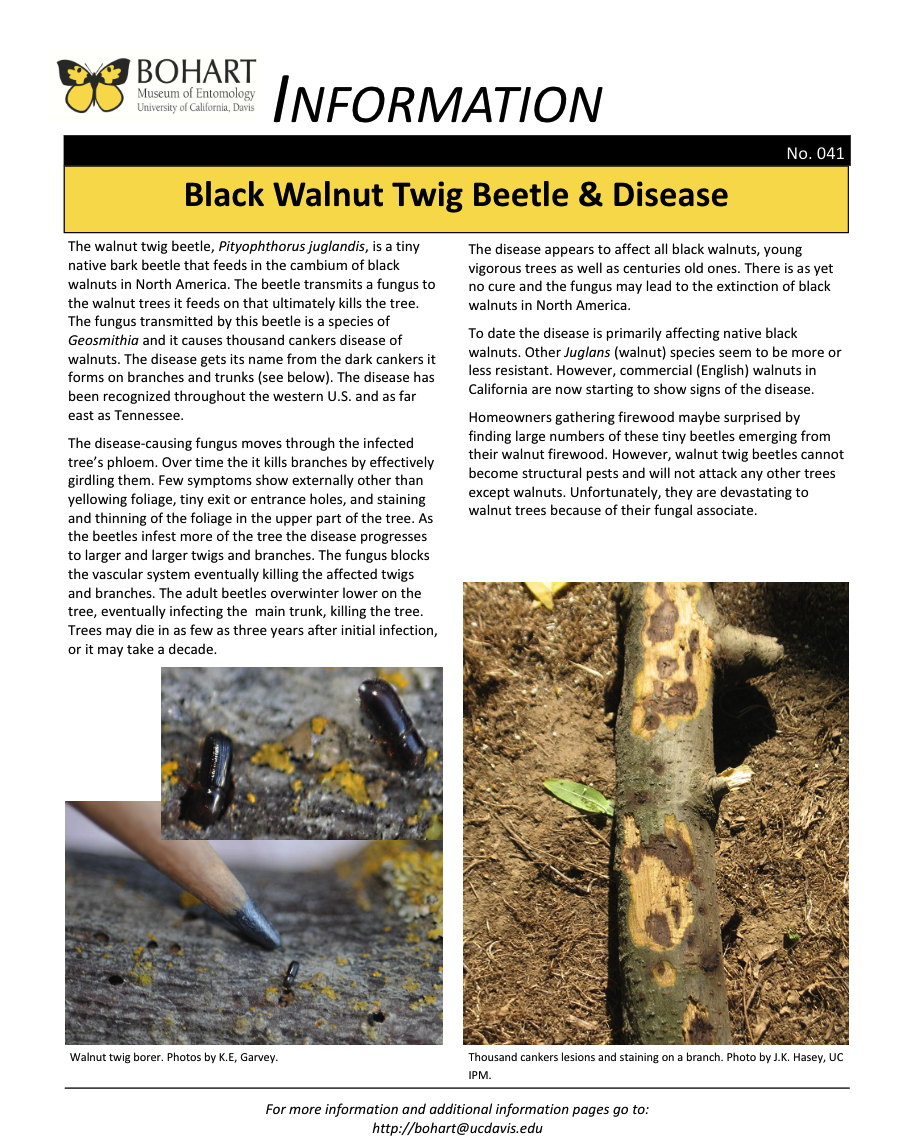 Black walnut borer fact sheet created by the Bohart Museum of Entomology