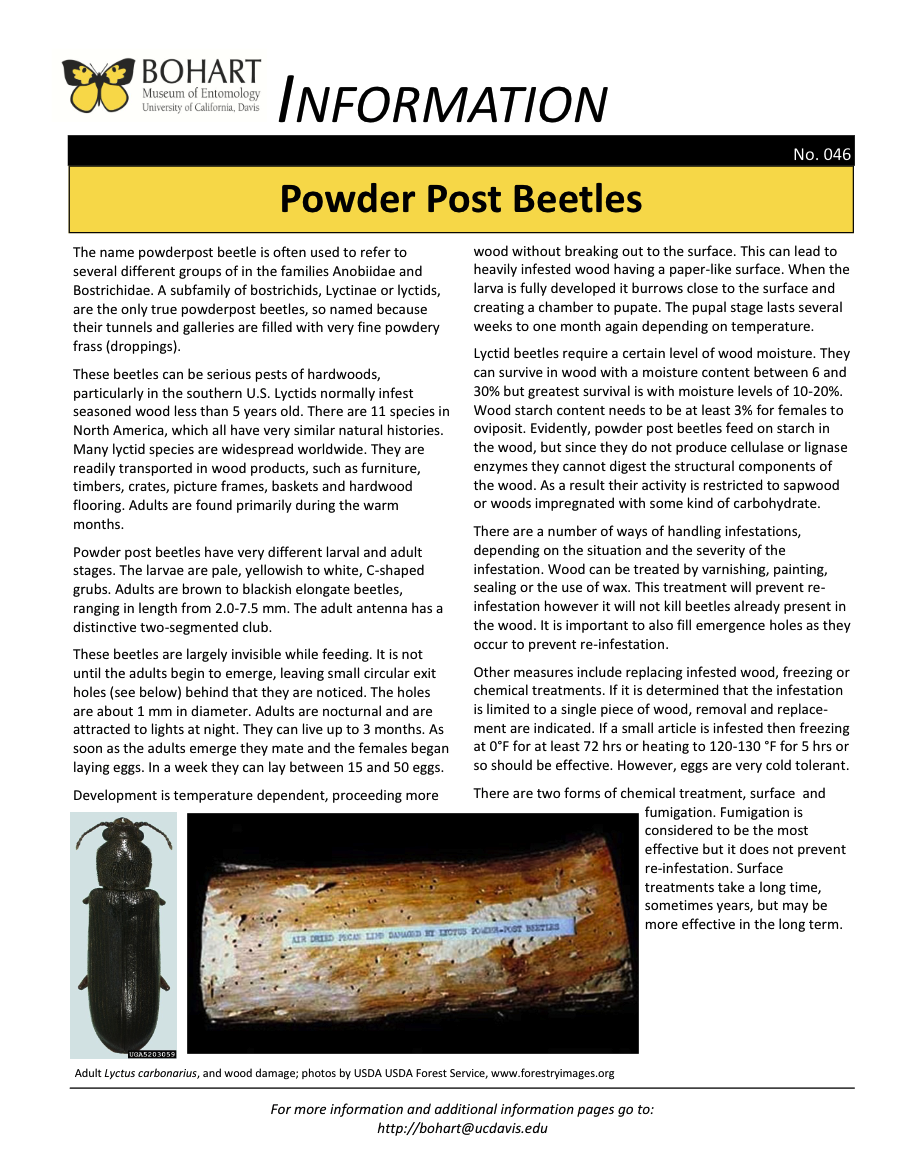 Powder post beetle fact sheet created by the Bohart Museum of Entomology
