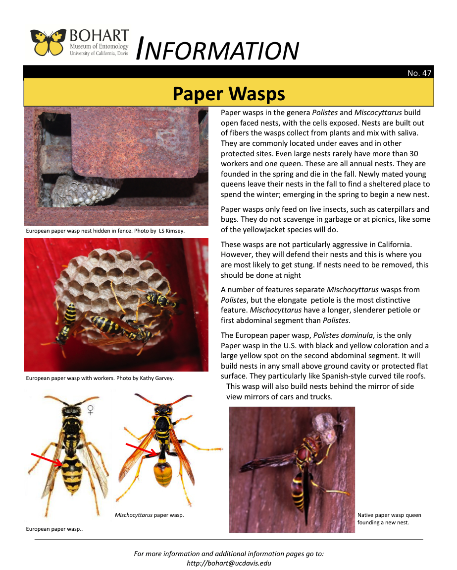 Paper wasp fact sheet created by the Bohart Museum of Entomology