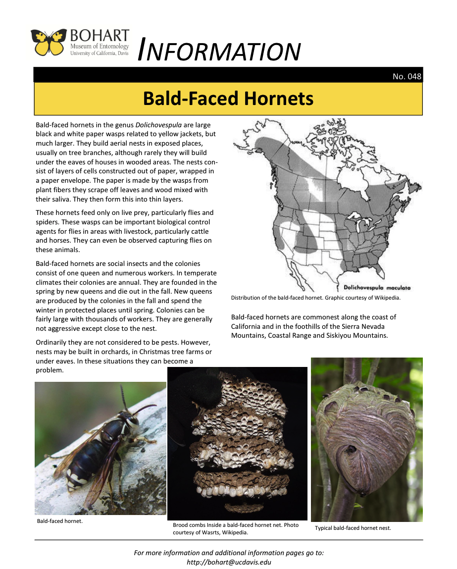 Bald-Faced Hornet fact sheet created by the Bohart Museum of Entomology