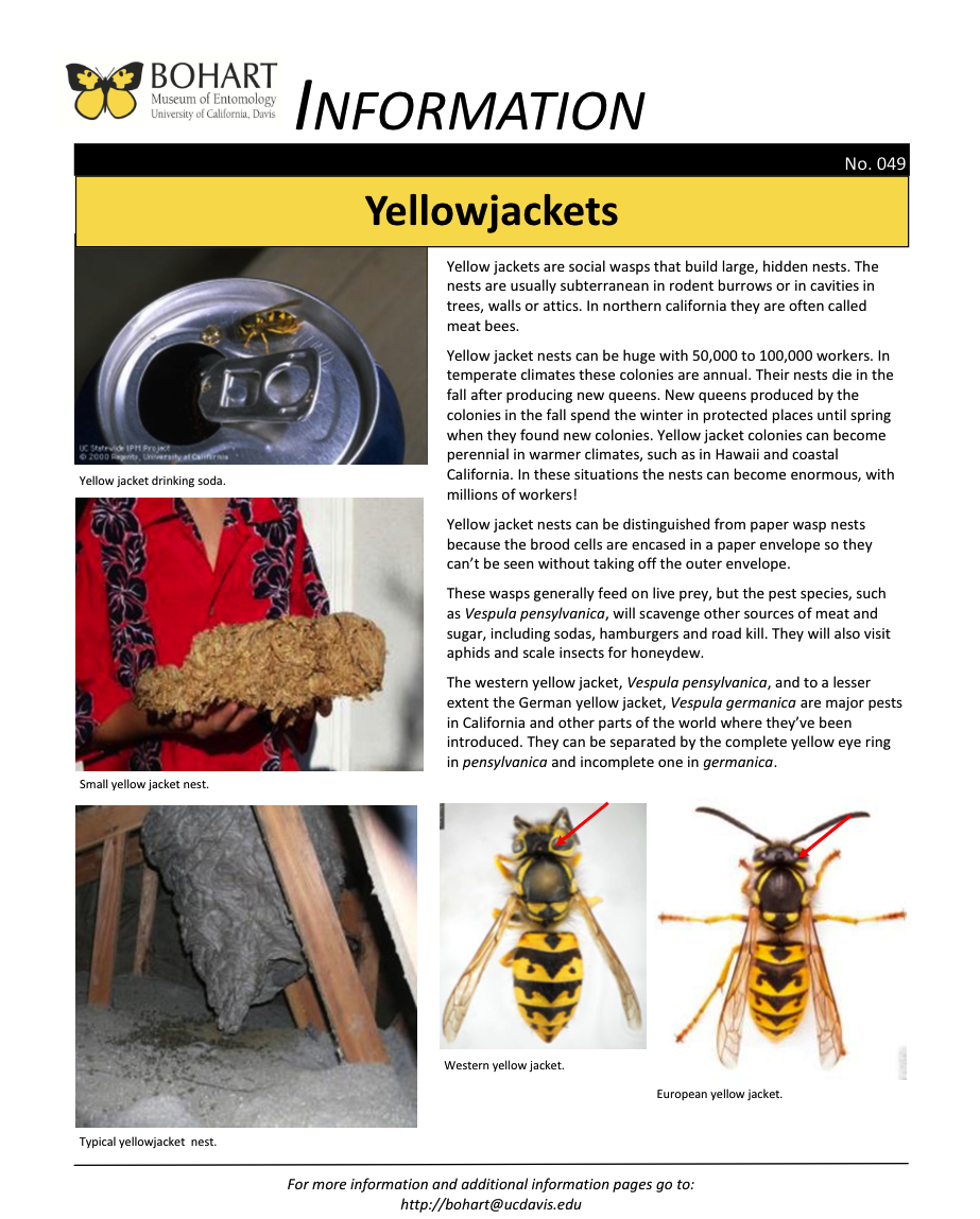 Yellowjacket fact sheet created by the Bohart Museum of Entomology