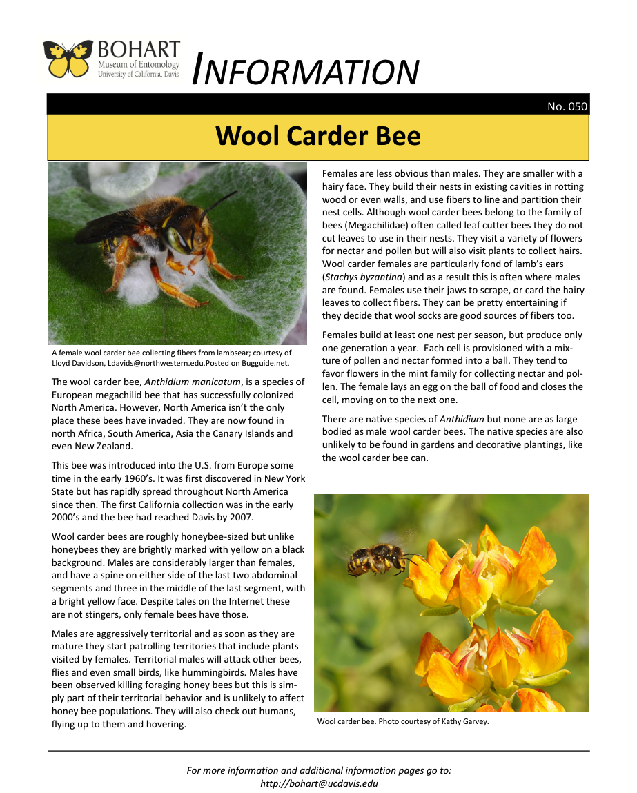 Wood carder bee fact sheet created by the Bohart Museum of Entomology