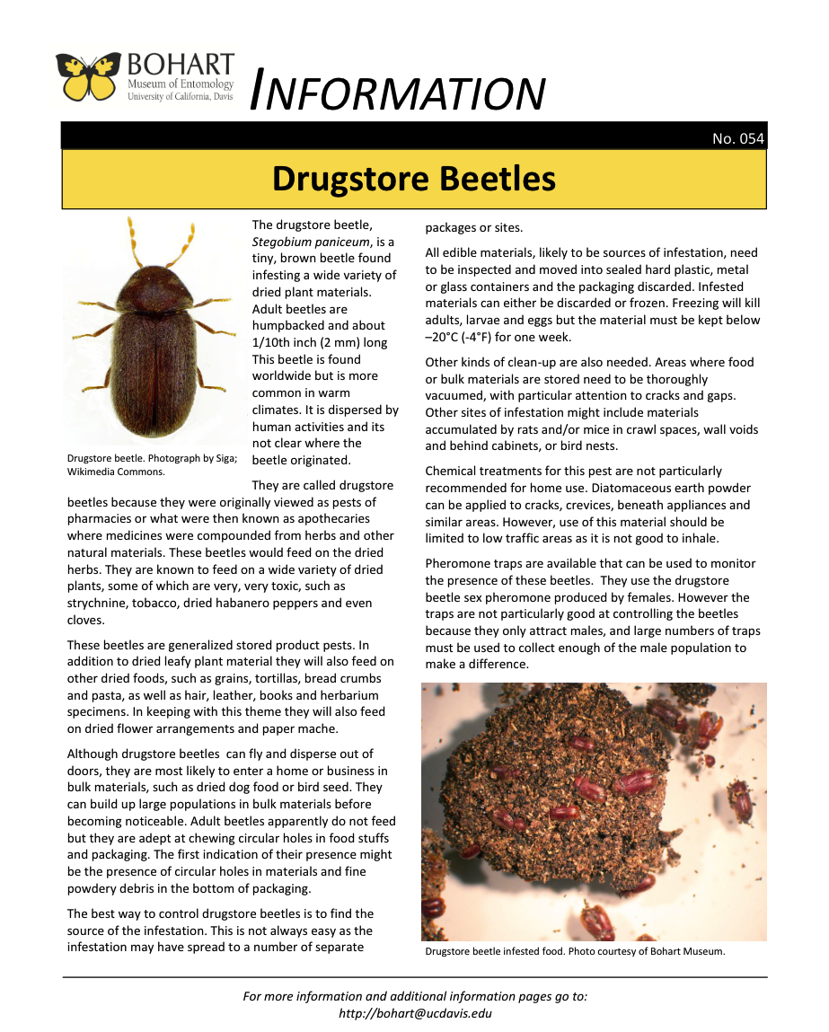 Drugstore beetle fact sheet created by the Bohart Museum of Entomology
