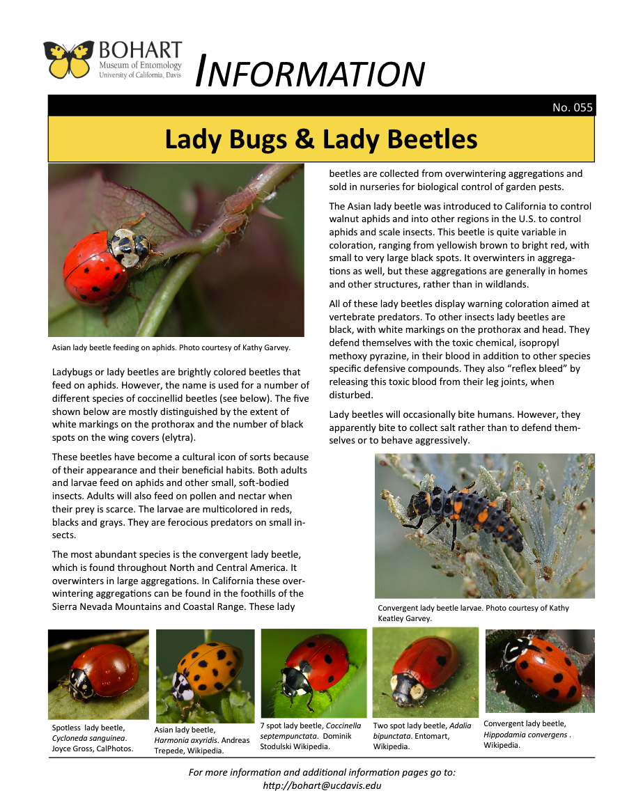 Lady bug fact sheet created by the Bohart Museum of Entomology