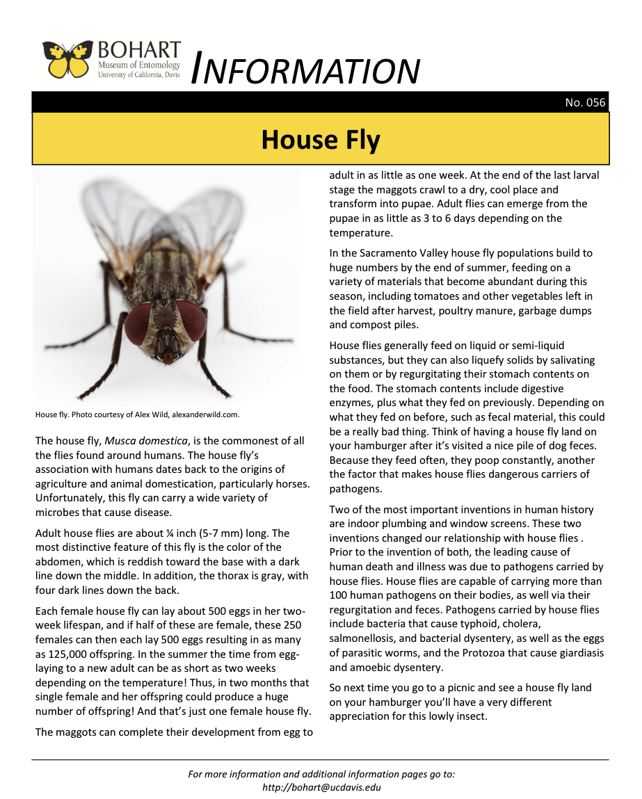 House fly fact sheet created by the Bohart Museum of Entomology