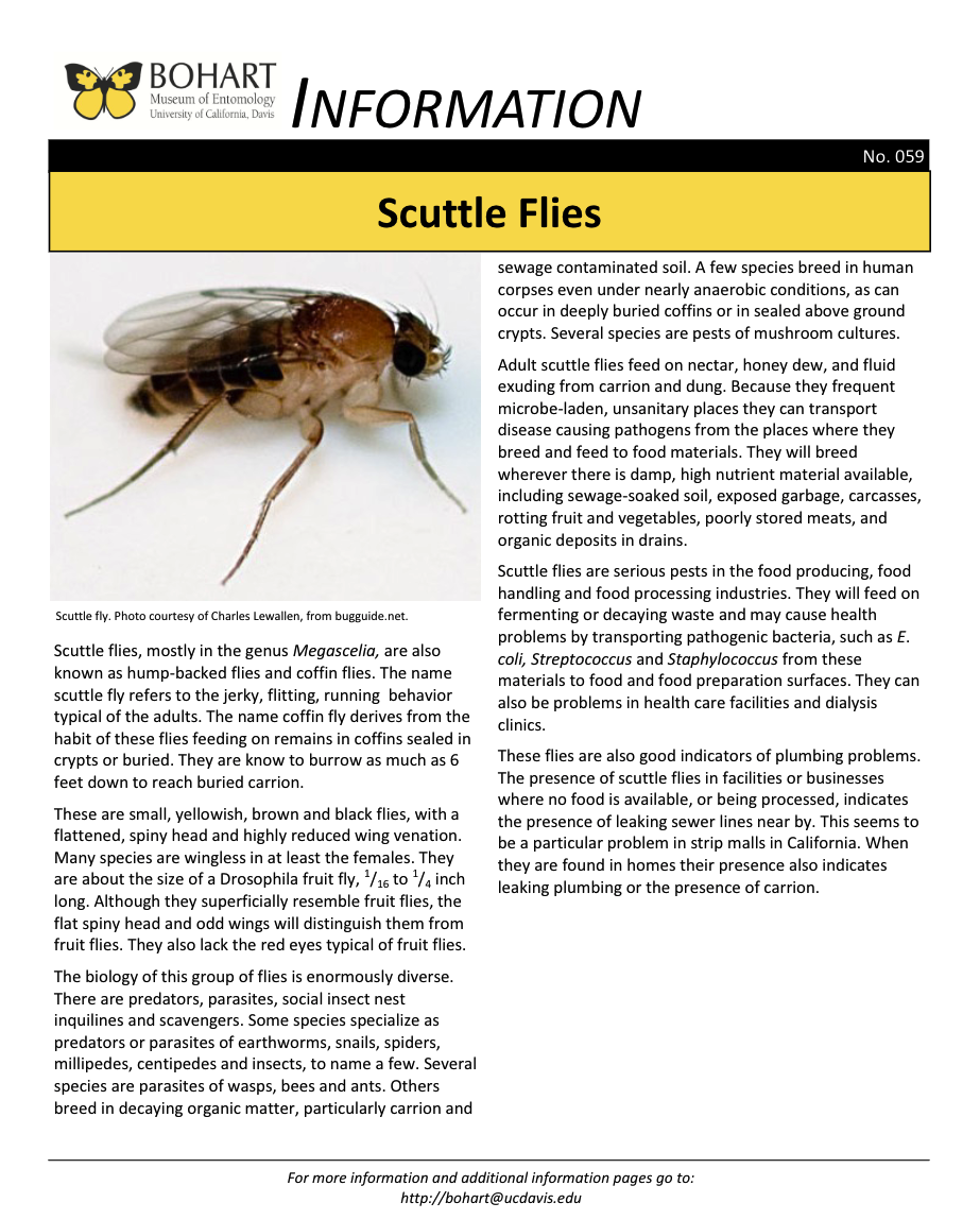 Scuttle fly fact sheet created by the Bohart Museum of Entomology
