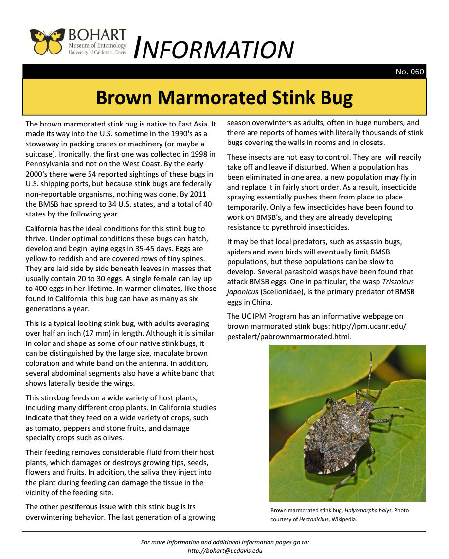 Brown Marmorated Stink Bug fact sheet created by the Bohart Museum of Entomology
