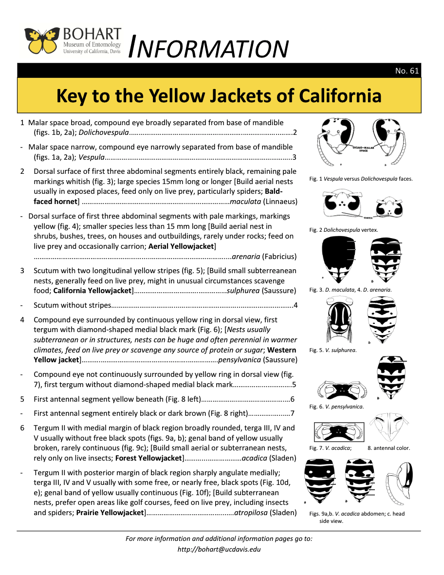 Key to Yellowjackets of CA