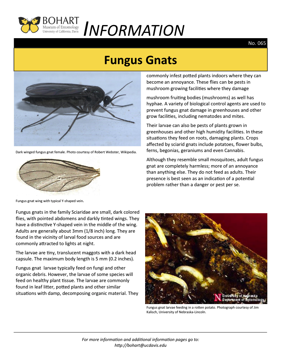 Fungus gnat fact sheet created by the Bohart Museum of Entomology