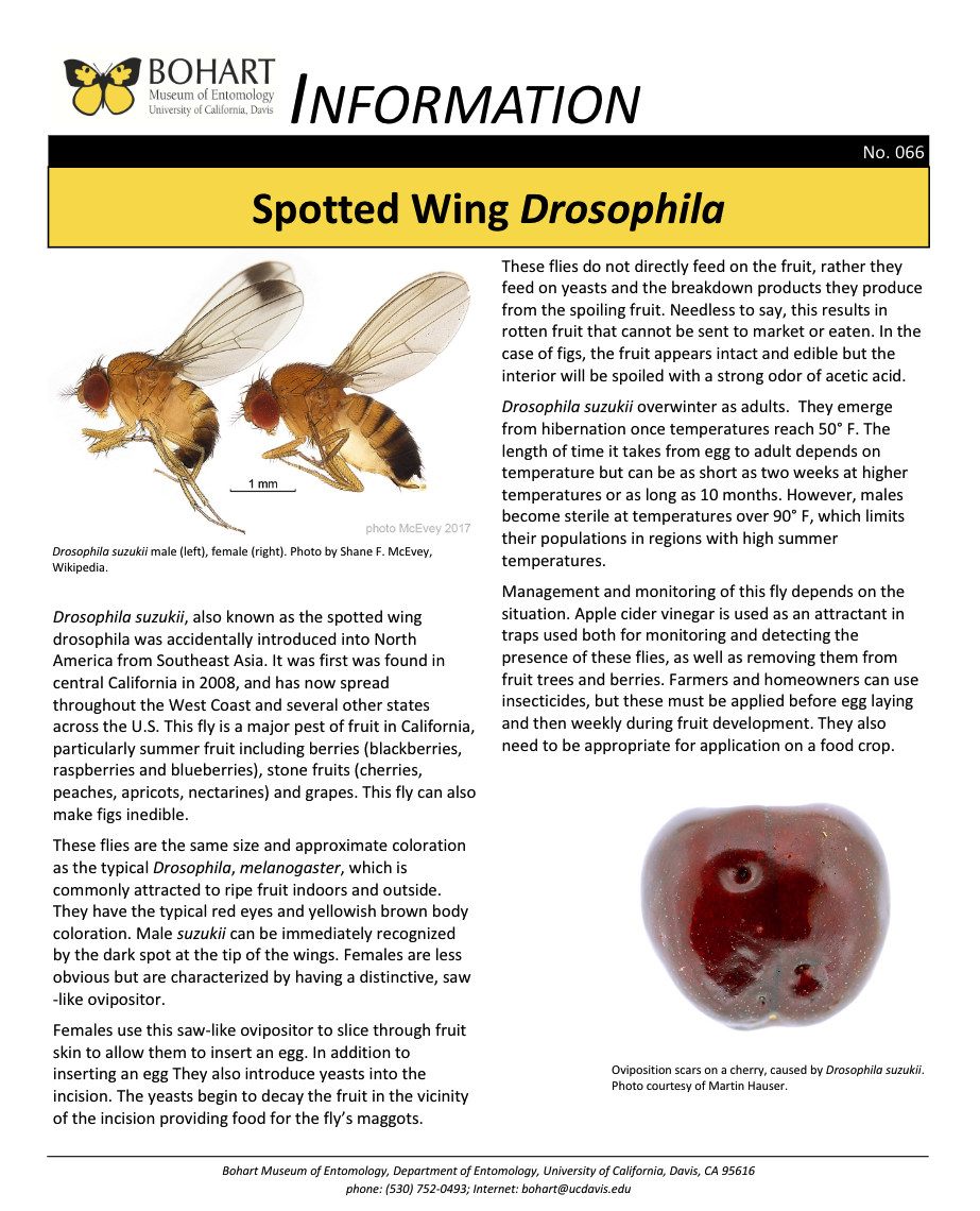Spotted wing fly fact sheet created by the Bohart Museum of Entomology