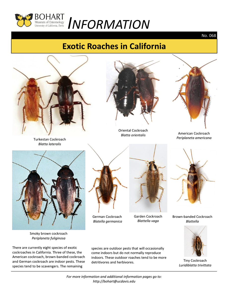 Exotic roaches fact sheet created by the Bohart Museum of Entomology