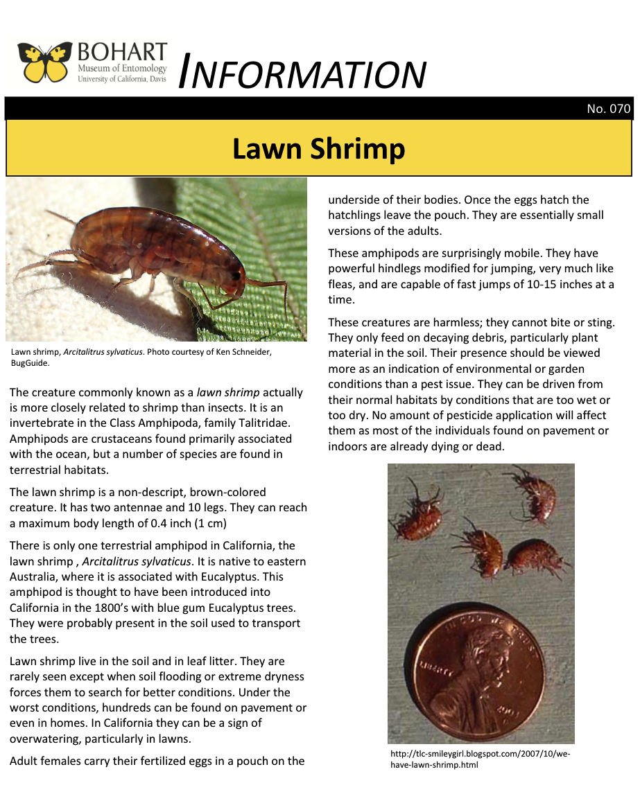 Lawn shrimp fact sheet created by the Bohart Museum of Entomology