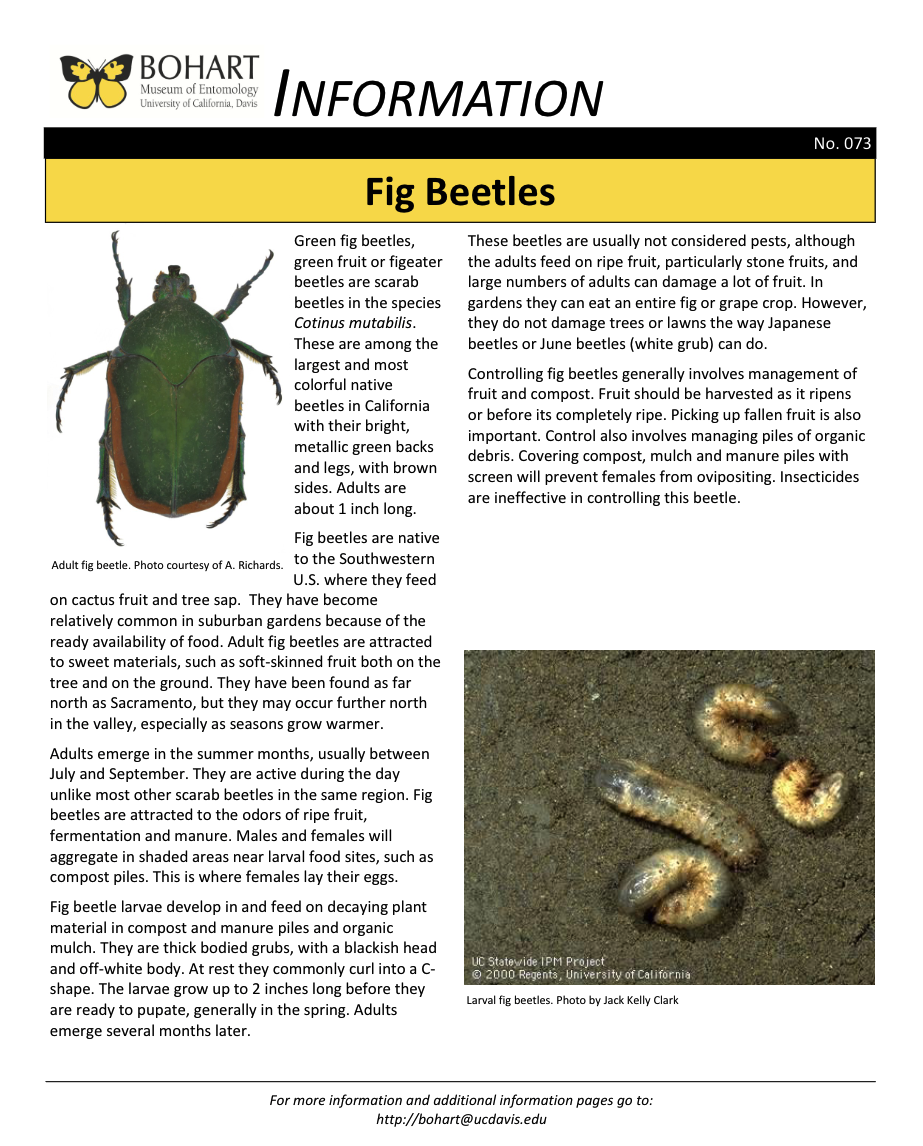 Fig beetle fact sheet created by the Bohart Museum of Entomology