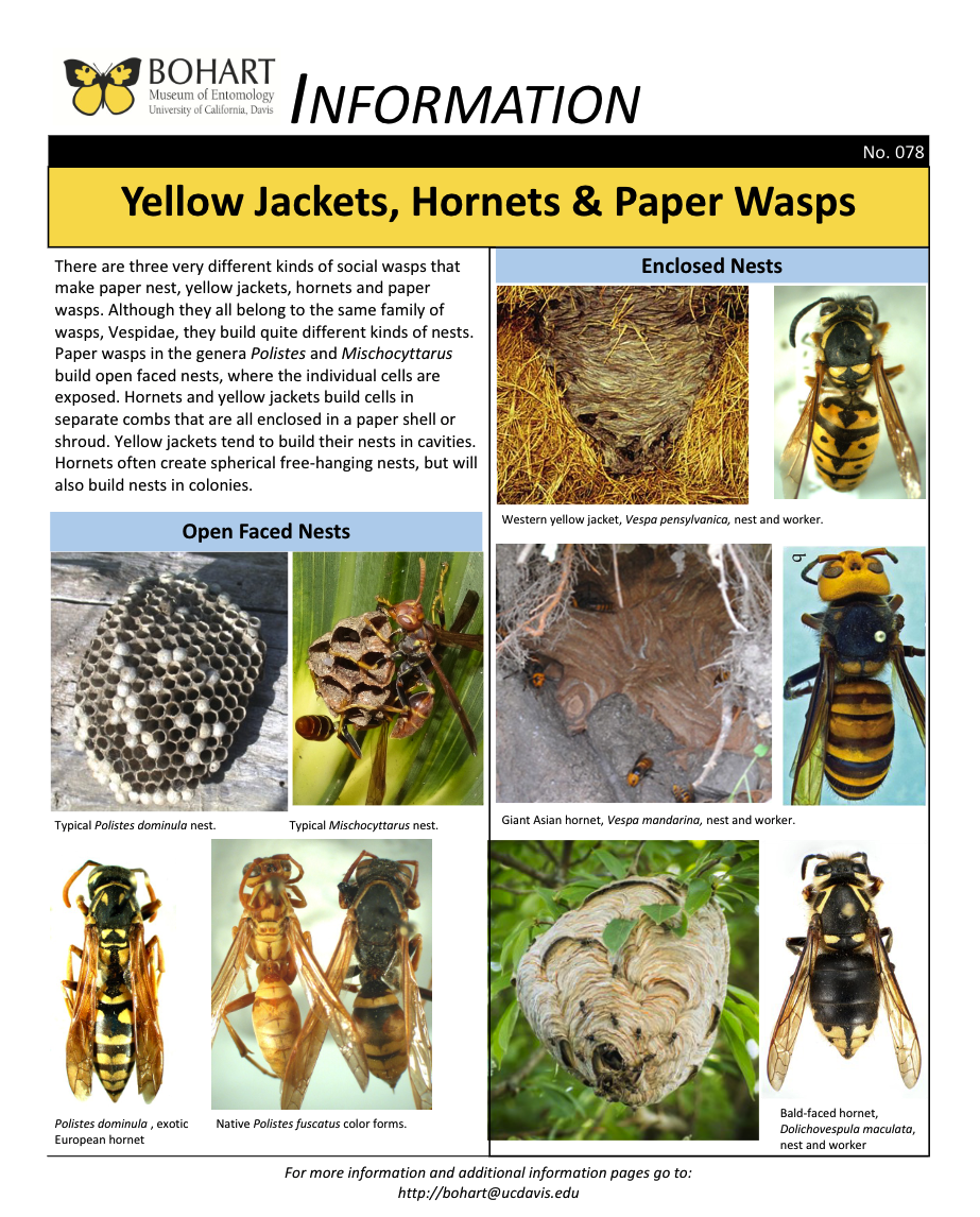 Wasp Comparison