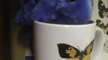 Mugs with the CA state insect on them!