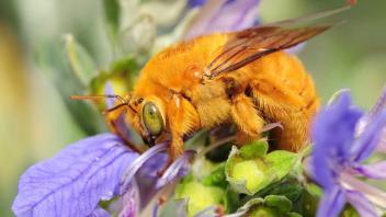 Carpenter bee