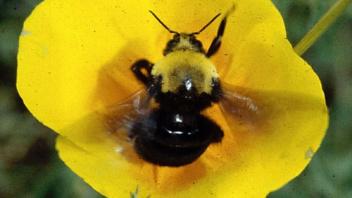 Franklin's Bumble Bee (Bombus franklini). Photo by Robbin Thorp