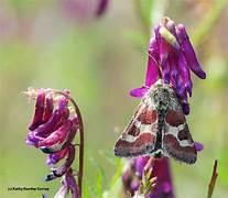 A reddish pink moth on a dark pink flower.